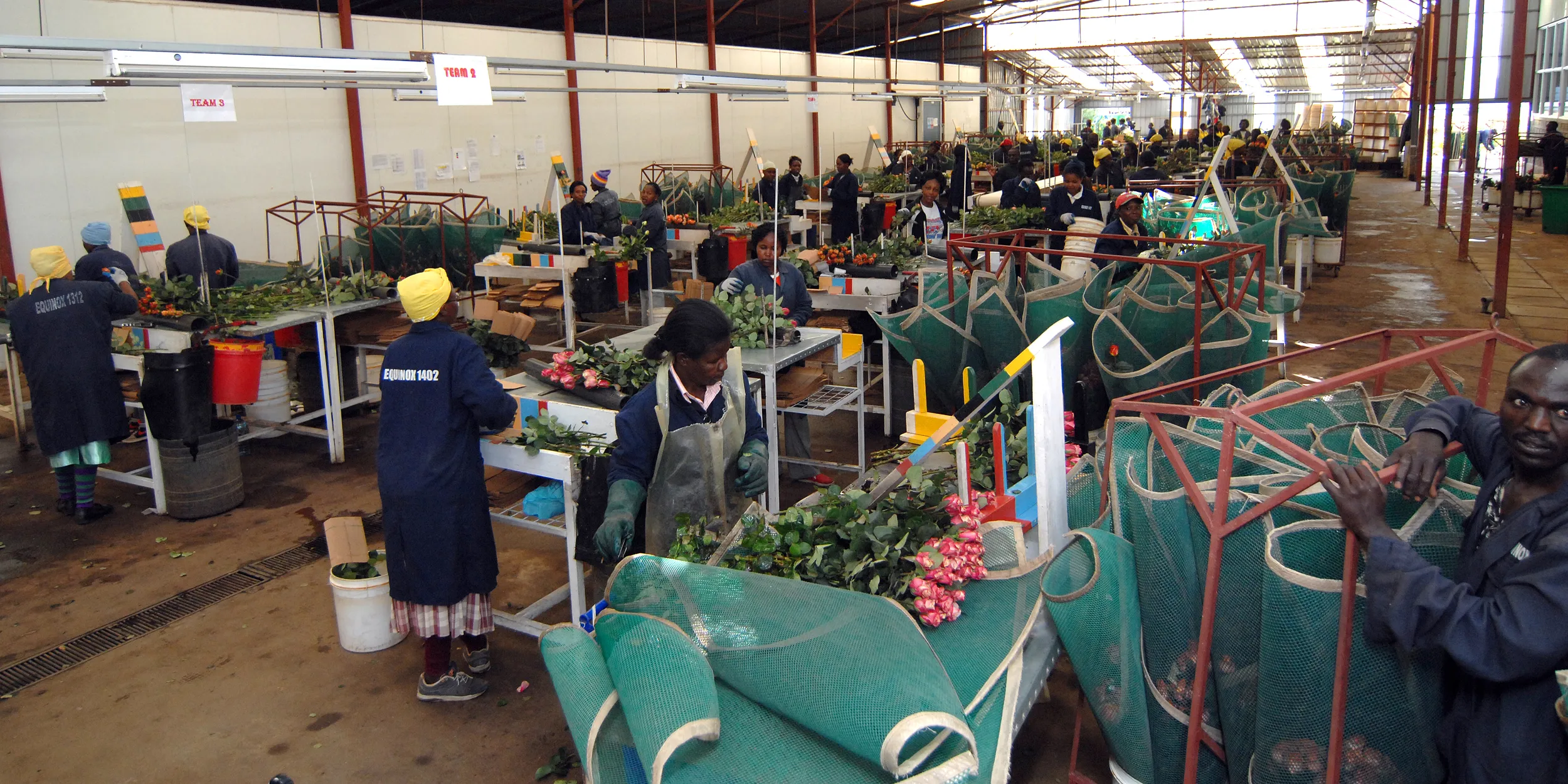 Temperature-controlled logistics for roses