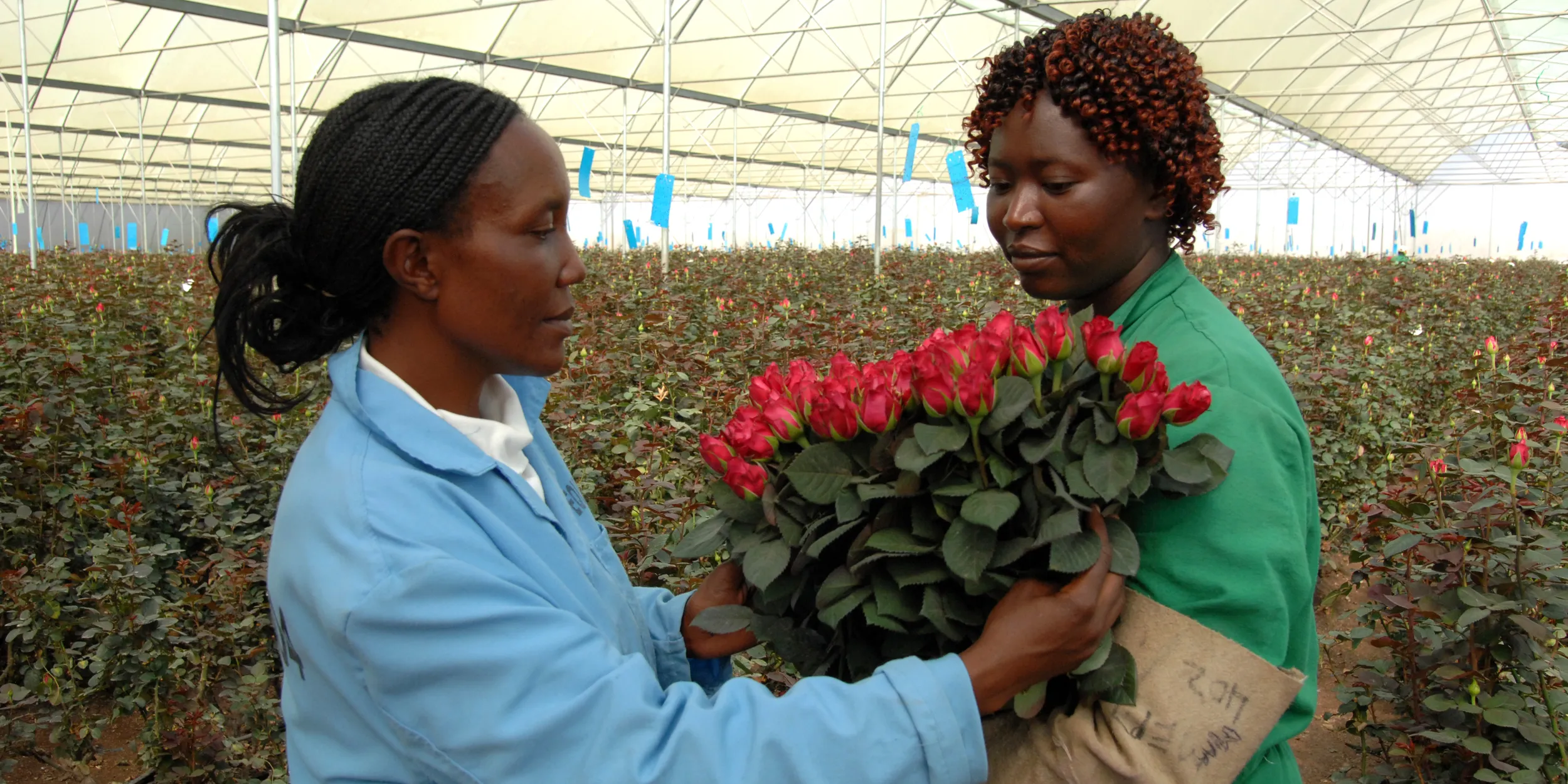 Fresh roses harvested at optimal cut stage