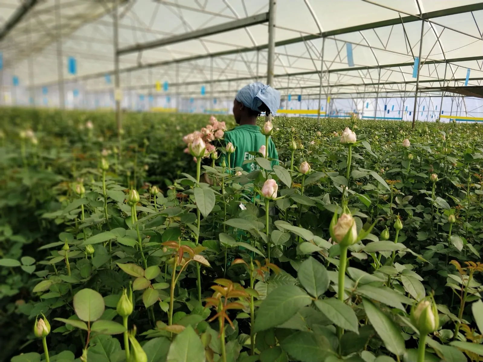 Equinox rose greenhouses in Kenya