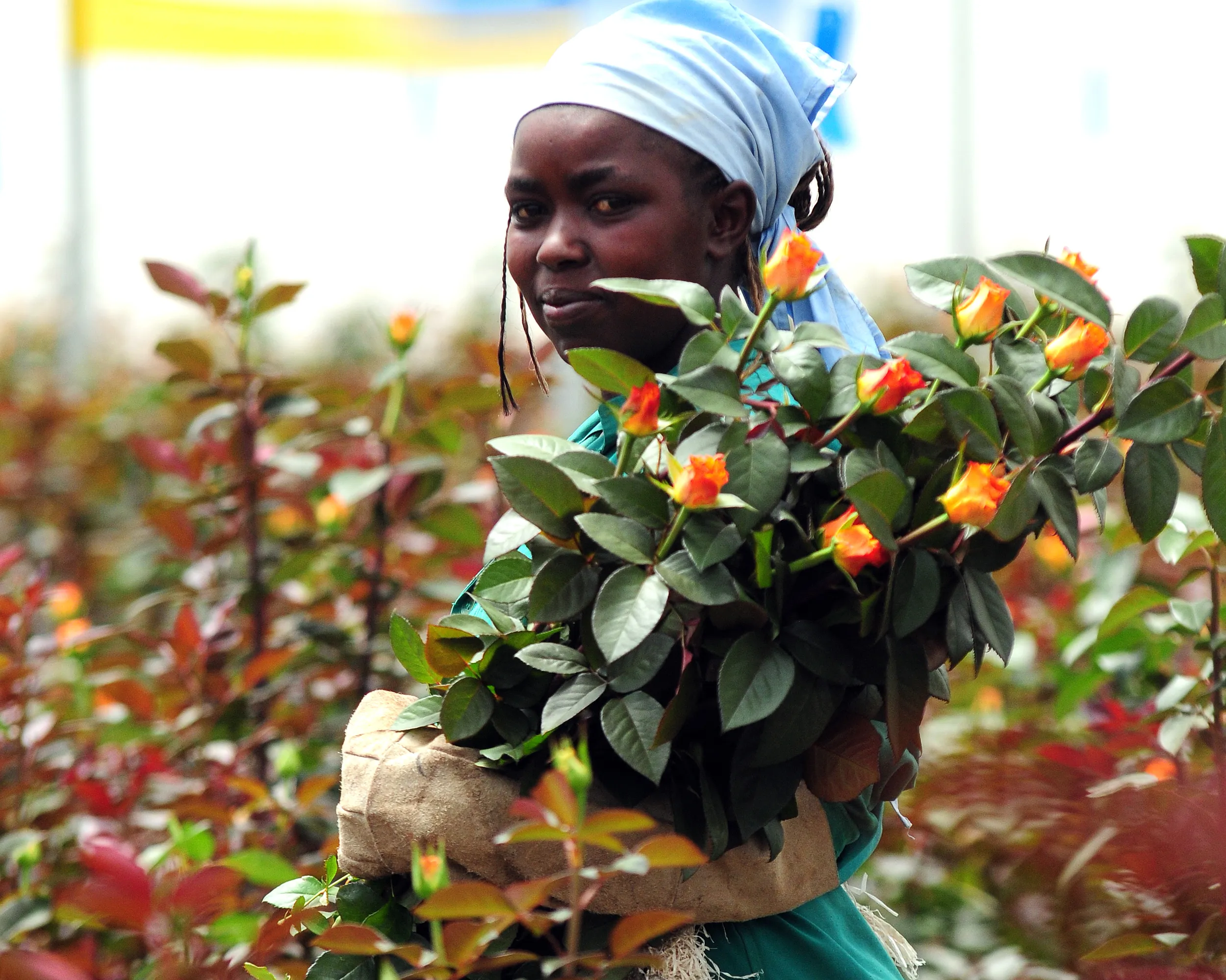 Equinox greenhouses in Kenya