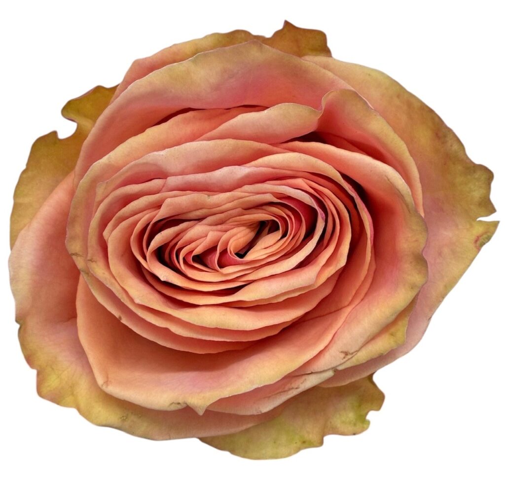 Dessert Rose