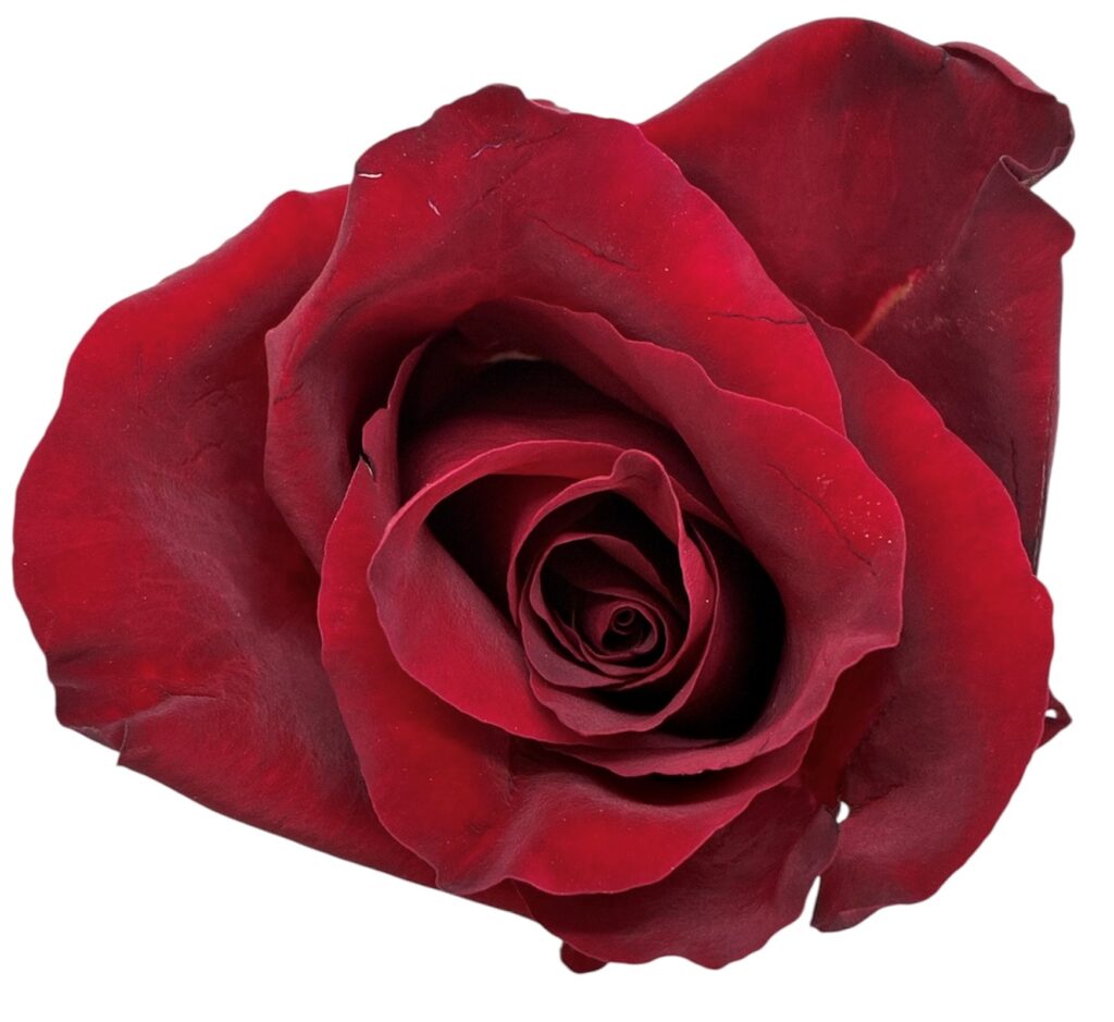 R Gr Ever Red
