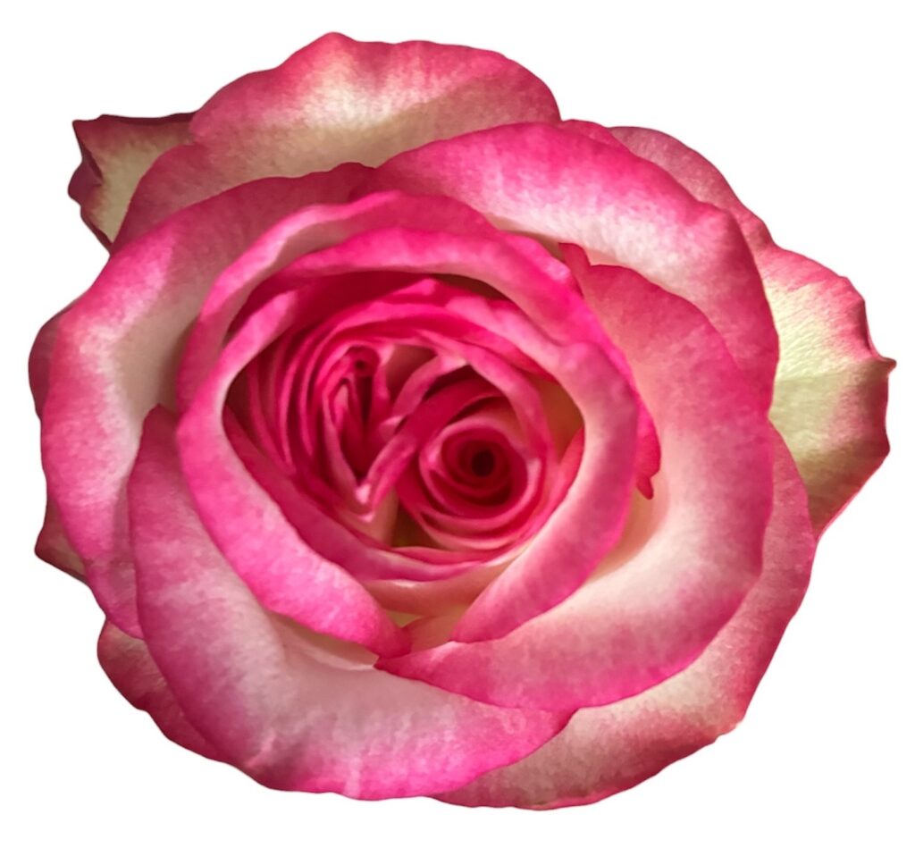 R Gr Fiore