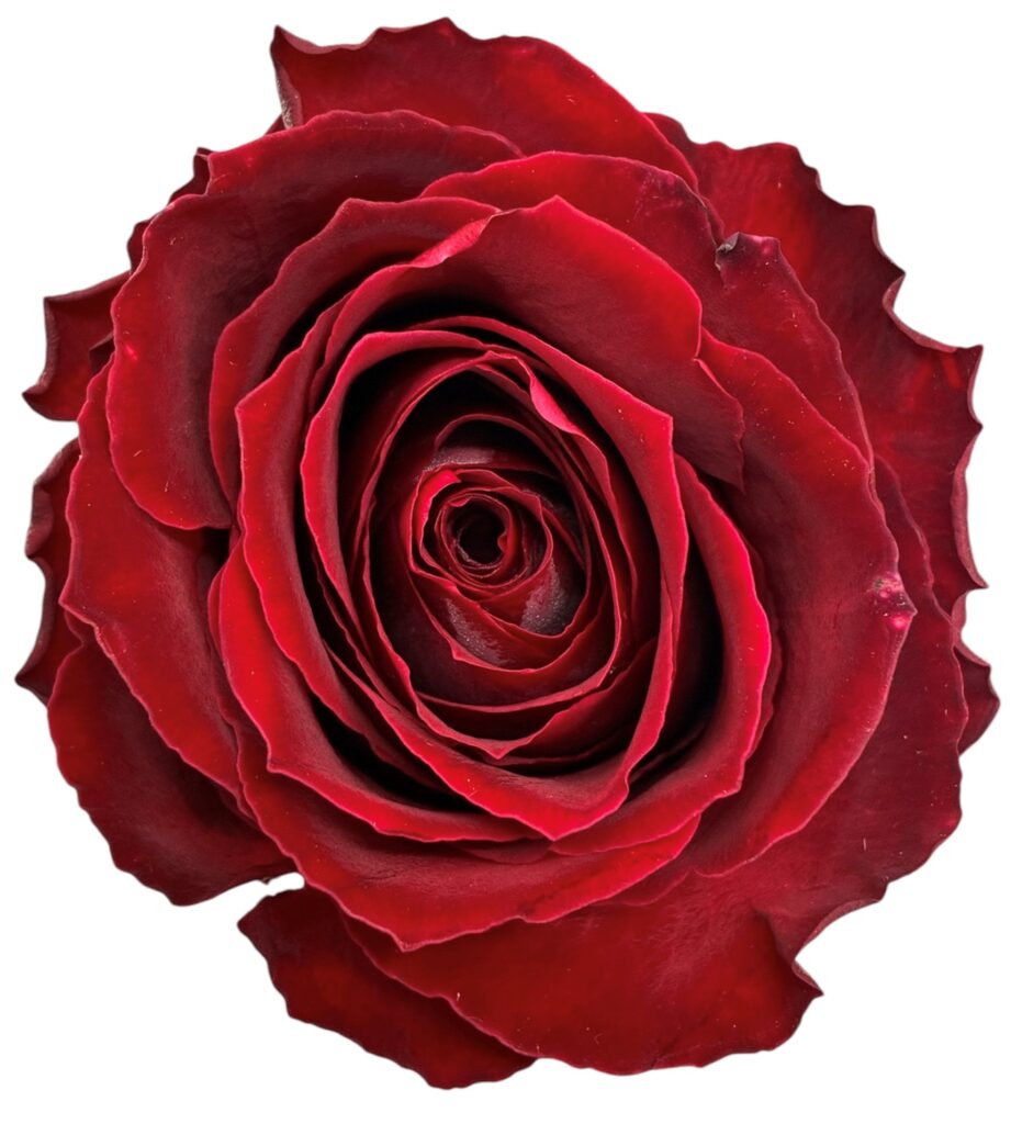 R Gr Madam Red
