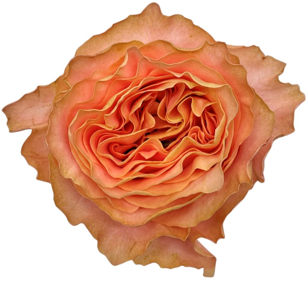 R Gr Princess Crown